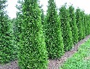 Thuja occidentalis 'Brabant'